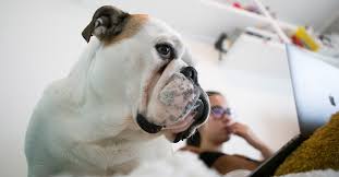 But what questions should you ask and what can you expect from your dog? Dogs Feel Owner S Stress