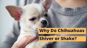 Shivering Shaking In Chihuahuas Five Main Reasons Youtube