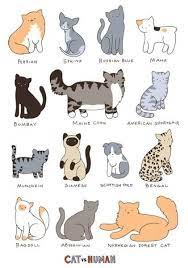 Infographic Cutest Breed Of Cat Cat Vs Human Cat Breeds Chart Cute Animals