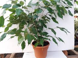 Image result for Ficus