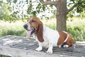 Jul 09, 2019 · dog breeds with long hanging ears, such as basset hounds and cocker spaniels, are among those with the highest risk of getting ear infections, but all breeds can develop them. 9 Dogs With Long Ears
