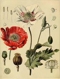 Assortment of 10 vintage botanical book page prints / floral flower double sided book pages / junk, art, nature journal, wildflower drawing. Poppy Antique Botanical Prints Wall Art Museum Outlets