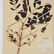 Image result for Xeroderris stuhlmannii