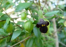 Image result for Tinnea