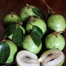 Image result for Chrysophyllum