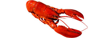 Image result for Palinurus elephas