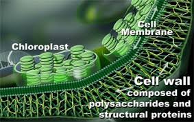 Secondary cellwalls also contain cellulose microfibrils, infilled with polymerized phenolic. Multimedia Gallery Generalized Plant Cell Wall Nsf National Science Foundation