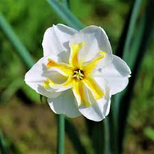 Narcissus Lemon Beauty Narcissus Daffodils Daffodil Bulbs