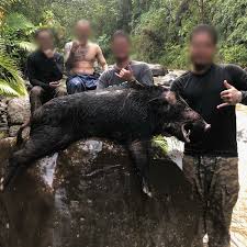 Hog hunting may seem cruel to the outsiders, but it. My First Time Hog Hunting And We Got A Boar We Used Hunting Dogs To Track And Catch Knife For The Kill Hunting