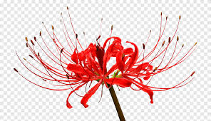 Please read the sidebar before posting. Red Flower Red Spider Lily Botany Curtis S Botanical Magazine Botanical Illustration Tattoo Spider Lily Botany Png Pngegg