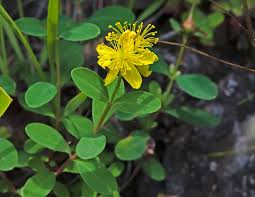 Image result for Hypericum humbertii