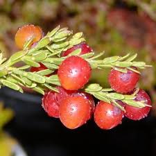 Image result for Muraltia