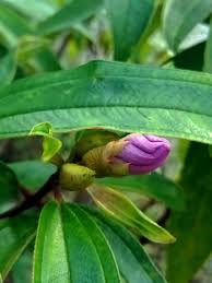 Image result for Melastomastrum