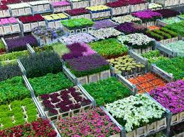 Aalsmeer is a town and municipality in amstelland, near schiphol airport, just outside amsterdam in the netherlands. Aalsmeer Flower Auction Review Of Royal Flora Holland Aalsmeer The Netherlands Tripadvisor