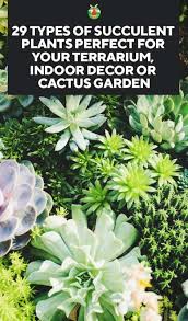 All succulent species store water in their leaves, roots there are many different types of succulents and cactus that you can plant indoors or outdoors. 29 Types Of Succulent Plants For Your Terrarium Indoor Decor Or Cactus Garden