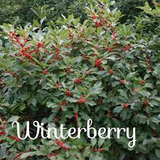 Winterberry Shrub Ilex Verticillata Winterberry Bush Winterberry Habitat Garden