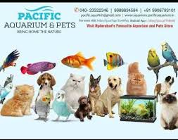 A pet shop near you… wherever you are. Searching Pet Cat Shop Pacific Aquarium Pets 08042781354 In Hyderabad