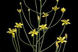 Image result for Eriospermum porphyrium
