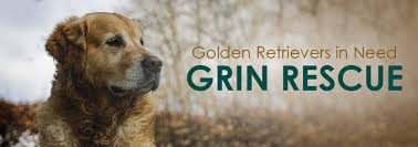 Cvgrc is a member club of the golden retriever club of america and is licensed by the american kennel club. Home Golden Retrievers In Need Rescue Service Inc