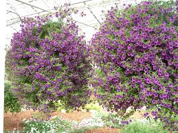 Image result for calibrachoa million bells