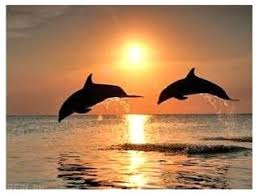 Virginia Beach When I Was Younger We Would Get To The Beach Really Early Just So We Could See This First Thing Each Mor Dolphins Animals Bottlenose Dolphin