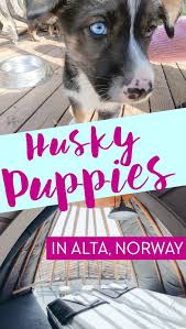 All adoption applications are either approved or denied based on a review process that includes a we always consider this when placing a husky in their new home. If You Visit Alta In The Summer You Can Play With Husky Puppies Heart My Backpack