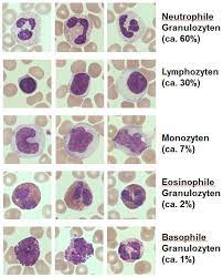 Monozyten Im Blut Details