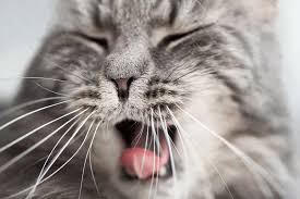 Buzz60's johana restrepo has more. Why Do Cats Lose Whiskers Everything To Know About The Cat Whiskers Herekitt Com