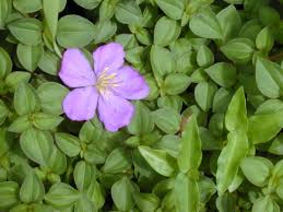 Image result for Dissotis multiflora