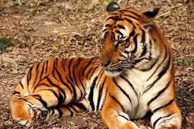 This is a small wild cat, which is found in southeast asia. Forsaken Felines The 5 Most Endangered Big Cat Species In The World