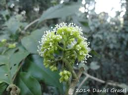 Image result for Palisota ambigua