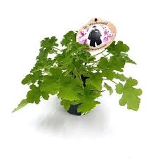 Image result for Pelargonium graveolens