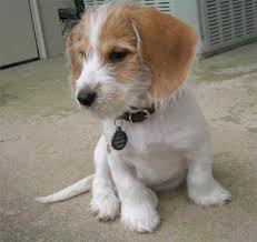It would be a good option to consult your vet and fix a diet chart for your dog so that he gets all the essential nutrients needed for a proper physical and mental growth. Beagle Terrier Mix Chihuahuadogs Cocker Spaniel Mix Beagle Mix Puppies