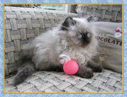 We did not find results for: Himalayan Kitten Pictures Traditional Dollface Himalayans