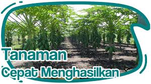 Apabila lahan yang tersedia cukup luas, maka tanaman organika yang bisa ditanam juga semakin banyak. Cara Bercocok Tanam 6 Tanaman Cepat Menghasilkan Dan Menguntungkan Youtube