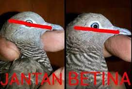Apr 14, 2019 · 25 cara membedakan perkutut jantan dan betina dari fisik dan cara kawin. Tips Akurat Membedakan Burung Perkutut Jantan Dan Betina Den Family