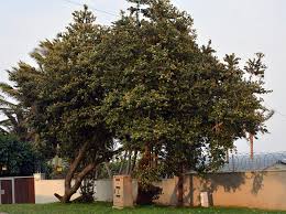 Image result for Mimusops afra