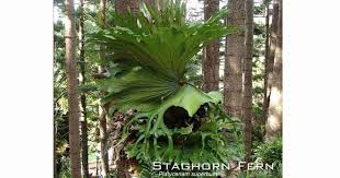 Staghorn Fern Care How To Grow The Staghorn Plant