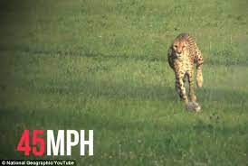 Feb 25, 2019 · while a cheetah's top speed ranges from 65 to 75 mph (104 to 120 km/h), its average speed is only 40 mph (64 km/hr), punctuated by short bursts at its top speed. Cheetah Smashes Speed Record By Running 100m In 5 95 Seconds 40 Faster Than Usain Bolt Daily Mail Online