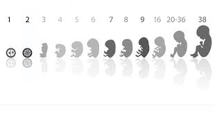 tum yonleriyle gebelik hafta hafta hamilelik