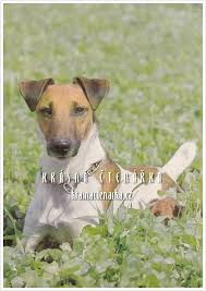 Image result for foxteriér hladkosrstý