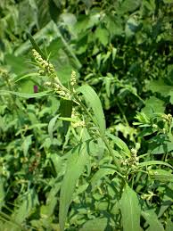 Image result for Atriplex patula