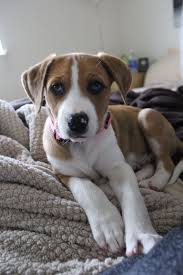 pin on puppy