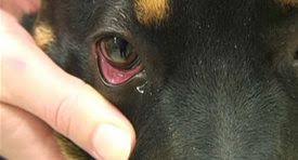 Dog Pink Eye Pink Eyes Holistic Pet Care Holistic Pet