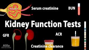 As kidney function decreases, the bun level increases. Kidney Function Tests Animation Youtube