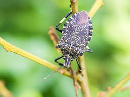 Search for photos of mycosis fungoides. Italy To Deploy A Samurai Army Against Diehard Stink Bug Euractiv Com