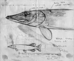 Afbeeldingsresultaat Voor Pike Drawing Technical Illustration Fish Drawings Fish Art