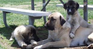Lost Armadillo Ranch Anatolian Shepherd Dogs Www Citlink Net Lostarmadillo Anatolian Shepherd Dog Anatolian Shepherd Dogs