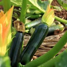 Last i counted, i've got 3 black beauty plants. Pin On Squash Flowers
