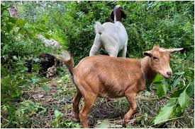 While it is mostly associated with musicians and athletes, it has now enveloped a larger audience as apparently, it sounds 'cool'. Mutant Goat Born In West Bengal With 8 Legs 2 Hips Dies Within Minutes After Birth